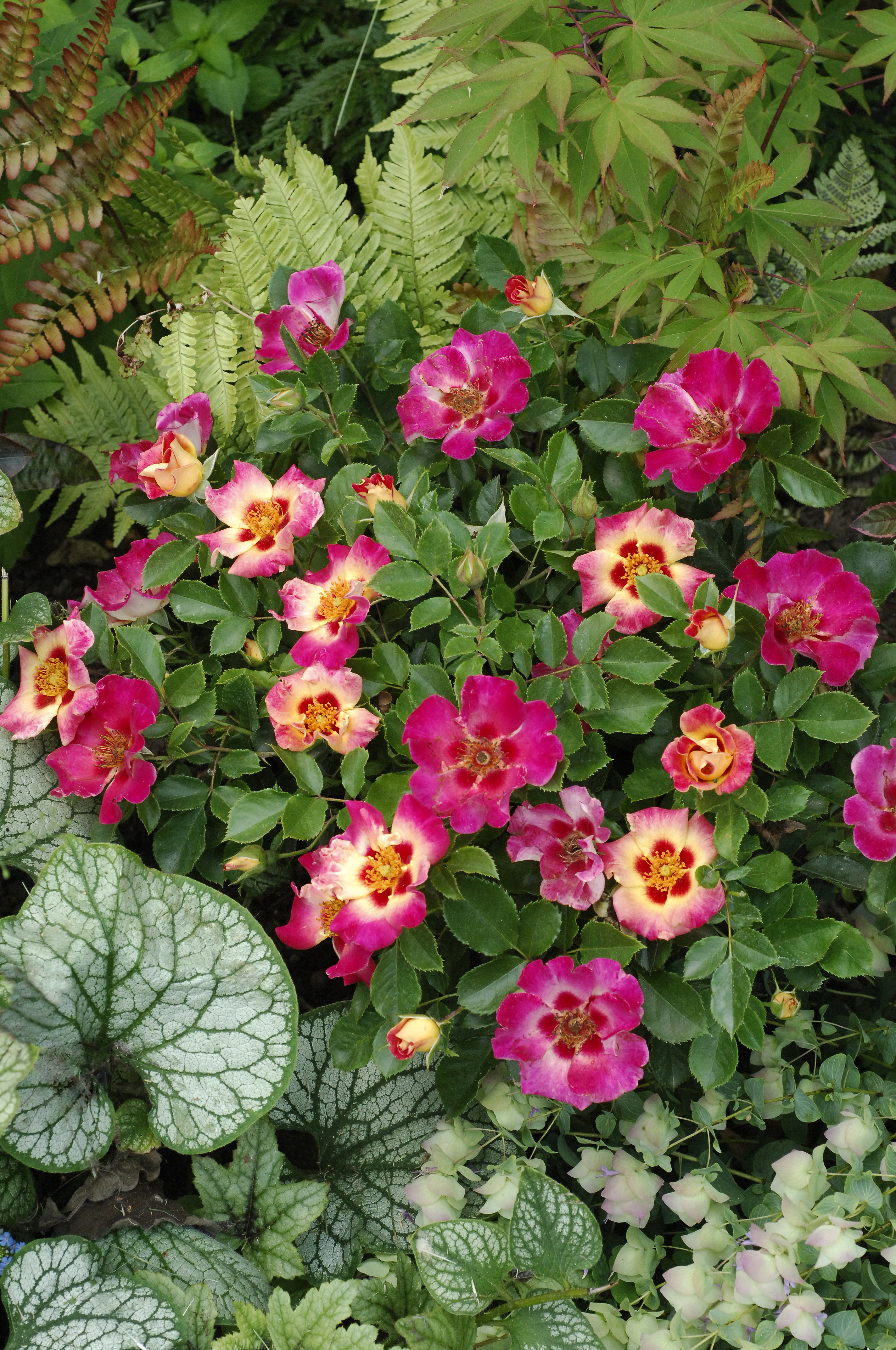 ©SUNFLOR - Primavera